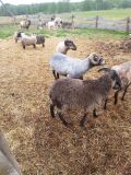 owce wrzoswki owce kameruskie kozy