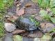 Żółw błotny na ścieżce Spławy