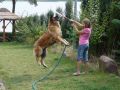 zabawa z pieskiem jak po�yka wod�